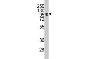 Western blot analysis of CEBPZ / CBF antibody and NCI-H460 lysate. (CEBPZ anticorps  (AA 1001-1029))