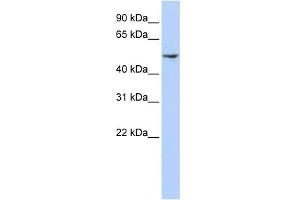 WB Suggested Anti-DCTN2 Antibody Titration: 0. (Dynamitin anticorps  (N-Term))