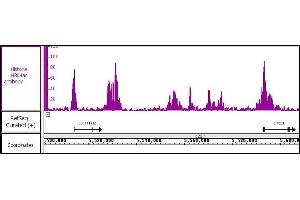 Histone H3K4ac antibody (pAb) tested by ChIP-Seq Chromatin immunoprecipitation (ChIP) was performed using the ChIP-IT High Sensitivity Kit with 30 μg of HeLa cell chromatin and 10 μg of antibody. (Histone 3 anticorps  (acLys4))