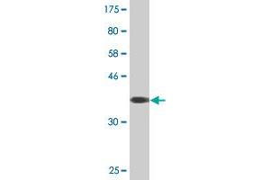 Western Blot detection against Immunogen (36.