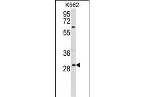 Western blot analysis of UPK1B Antibody (Center) (ABIN653680 and ABIN2843007) in K562 cell line lysates (35 μg/lane). (Uroplakin 1B anticorps  (AA 159-188))