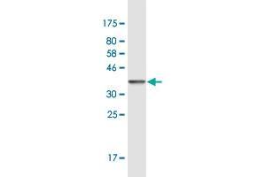Western Blot detection against Immunogen (36.