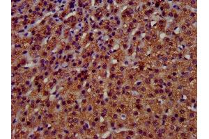IHC image of ABIN7173123 diluted at 1:400 and staining in paraffin-embedded human adrenal gland tissue performed on a Leica BondTM system. (TMEM192 anticorps  (AA 193-271))