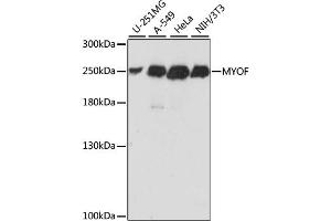 Western blot analysis of extracts of various cell lines, using MYOF antibody (ABIN6293320) at 1:1000 dilution.