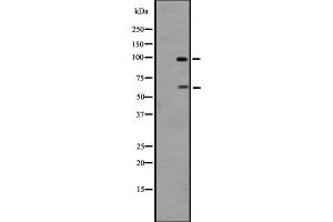 Western blot analysis of GPR133 expression in 293 cell line lysates ;,The lane on the left is treated with the antigen-specific peptide. (G Protein-Coupled Receptor 133 anticorps  (Internal Region))
