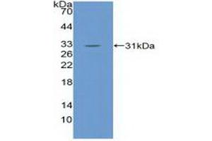 Detection of Recombinant EGFL7, Mouse using Polyclonal Antibody to EGF Like Domain Protein, Multiple 7 (EGFL7)