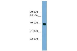 GNAI3 antibody used at 0. (GNAI3 anticorps  (Middle Region))