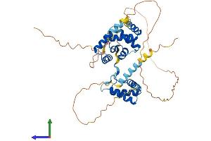 AlphaFold protein structure predicition of Mouse Recombinant Hmbox1 Protein, UniprotID Q8BJA3