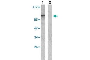 Western blot analysis of Lane 1: Insulin (0. (WASF1 anticorps  (pTyr125))