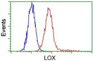 Image no. 2 for anti-Lysyl Oxidase (LOX) (AA 22-168) antibody (ABIN1491218)