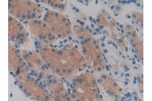 anti-VEGF145 (AA 28-147) antibody