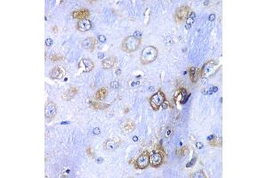 Immunohistochemistry of paraffin-embedded mouse brain using RPS3A Antibody. (RPS3A anticorps  (AA 1-264))