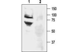 Western blot analysis of rat DRG lysate: - 1. (ASIC3 anticorps  (Intracellular, N-Term))