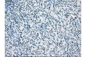 Image no. 13 for anti-P450 (Cytochrome) Oxidoreductase (POR) antibody (ABIN1497746) (POR anticorps)