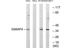 Western blot analysis of extracts from HeLa/HT-29/RAW264. (GIMAP4 anticorps  (AA 131-180))
