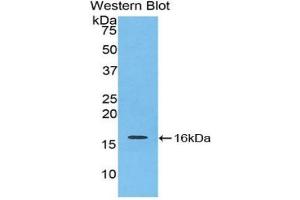 Detection of Recombinant IL16, Mouse using Polyclonal Antibody to Interleukin 16 (IL16) (IL16 anticorps  (AA 1203-1322))