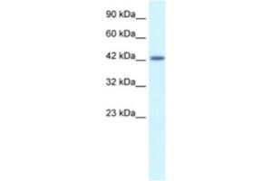 Western Blotting (WB) image for anti-Activating Transcription Factor 2 (ATF2) antibody (ABIN2460877)