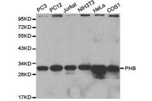 Western Blotting (WB) image for anti-Prohibitin (PHB) antibody (ABIN1874115) (Prohibitin anticorps)