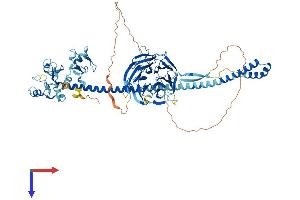 AlphaFold protein structure predicition of Human Recombinant TRIM56 Protein, UniprotID Q9BRZ2
