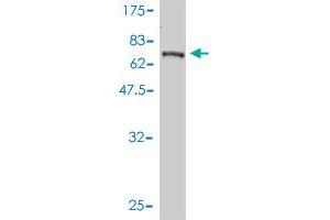 Western Blot detection against Immunogen (81.