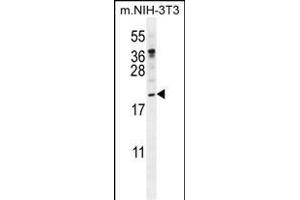 PTN Antibody (N-term) (ABIN392210 and ABIN2841908) western blot analysis in mouse NIH-3T3 cell line lysates (35 μg/lane). (Pleiotrophin anticorps  (N-Term))