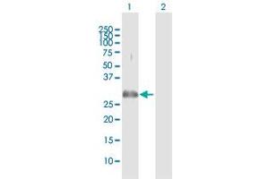 Western Blot analysis of PLSCR3 expression in transfected 293T cell line by PLSCR3 MaxPab polyclonal antibody. (PLSCR3 anticorps  (AA 1-295))