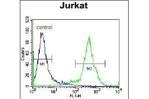 ZN Antibody (N-term) (ABIN655363 and ABIN2844920) flow cytometric analysis of Jurkat cells (right histogram) compared to a negative control cell (left histogram). (ZNF648 anticorps  (N-Term))