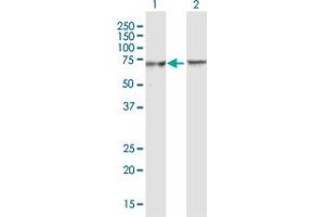 Western Blot analysis of BTRC expression in transfected 293T cell line by BTRC MaxPab polyclonal antibody.