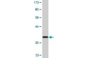 Western Blot detection against Immunogen (33.