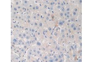IHC-P analysis of Mouse Tissue, with DAB staining. (LAMB2 anticorps  (AA 1176-1309))