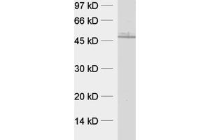 dilution: 1 : 1000, sample: rat brain homogenate (CPIPJ_CPIJ001600 anticorps  (AA 260-379))