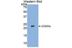 Western Blotting (WB) image for anti-Interferon, beta 1, Fibroblast (IFNB1) (AA 27-203) antibody (ABIN1172587)