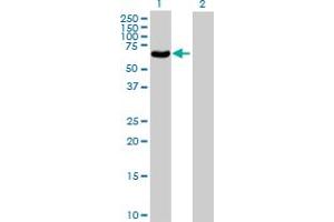 Western Blot analysis of POLG2 expression in transfected 293T cell line by POLG2 MaxPab polyclonal antibody.