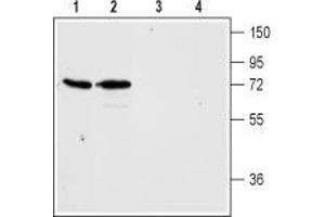 Western blot analysis of rat (lanes 1 and 3) and mouse (lanes 2 and 4) brain membranes:1,2. (Histamine Receptor H3 (HRH3) Peptide)