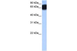 Western Blotting (WB) image for anti-Zinc Finger Protein 90 (ZNF90) antibody (ABIN2463466) (ZNF90 anticorps)
