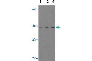 Western blot analysis of MOAP1 in EL4 cell lysate with MOAP1 polyclonal antibody  at 1, 2, and 4 ug/mL . (MOAP1 anticorps  (Internal Region))