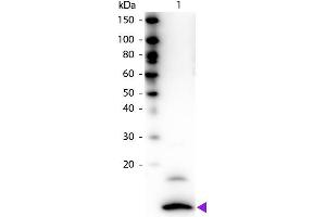 Western blot of Biotin conjugated Rabbit Anti-Fractalkine primary antibody. (CX3CL1 anticorps  (Biotin))