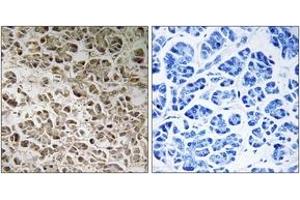 Immunohistochemistry analysis of paraffin-embedded human pancreas, using NDUFB1 Antibody.