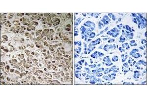 Immunohistochemistry analysis of paraffin-embedded human pancreas, using NDUFB1 Antibody. (NDUFB1 anticorps  (AA 7-56))