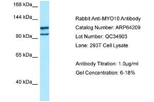 Western Blotting (WB) image for anti-Myosin X (MYO10) (C-Term) antibody (ABIN971216) (Myosin X anticorps  (C-Term))