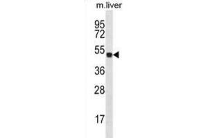 Western Blotting (WB) image for anti-Homeobox D10 (HOXD10) antibody (ABIN2996848)