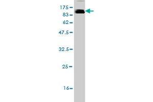 Western Blot detection against Immunogen (89.
