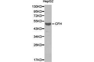 Western Blotting (WB) image for anti-Complement Factor H (CFH) antibody (ABIN1871804) (Complement Factor H anticorps)