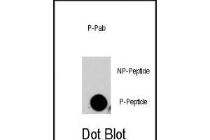Dot blot analysis of anti-P4K4-p Phospho-specific Pab (ABIN389813 and ABIN2839701) on nitrocellulose membrane. (MAP4K4 anticorps  (pSer629))