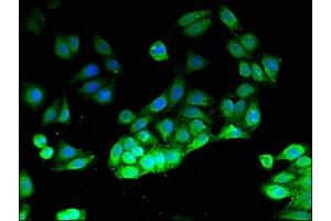 Immunofluorescent analysis of HepG2 cells using ABIN7163196 at dilution of 1:100 and Alexa Fluor 488-congugated AffiniPure Goat Anti-Rabbit IgG(H+L)