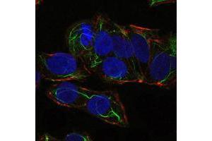 Immunofluorescence analysis of NTERA-2 cells using PRKAA1 mouse mAb (green). (PRKAA1 anticorps)