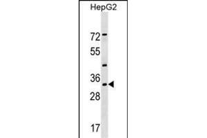 LZTFL1 Antibody (N-term) (ABIN1539281 and ABIN2849593) western blot analysis in HepG2 cell line lysates (35 μg/lane). (LZTFL1 anticorps  (N-Term))