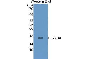 Detection of Recombinant PDIA4, Human using Polyclonal Antibody to Protein Disulfide Isomerase A4 (PDIA4)