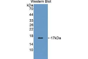 Detection of Recombinant PDIA4, Human using Polyclonal Antibody to Protein Disulfide Isomerase A4 (PDIA4) (PDIA4 anticorps  (AA 505-636))