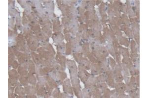 Detection of KMO in Rat Heart Tissue using Polyclonal Antibody to Kynurenine-3-Monooxygenase (KMO)